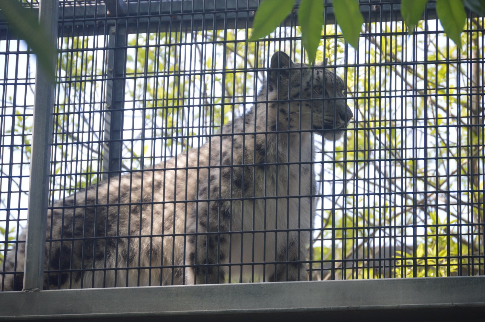 Big Cat Falls - Snow Leopard (Panthera uncia)