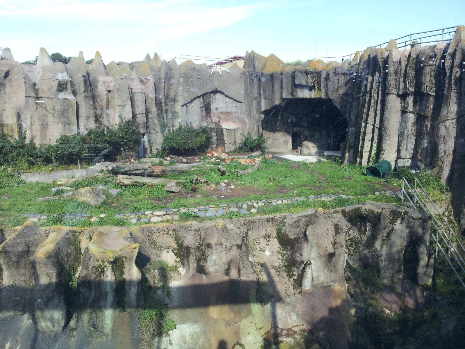 Big Cat Grotto: African Lion