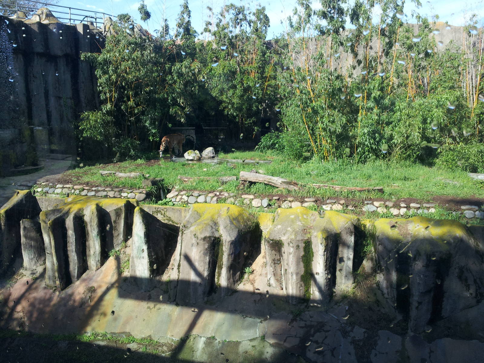 Big Cat Grotto: Amur Tiger