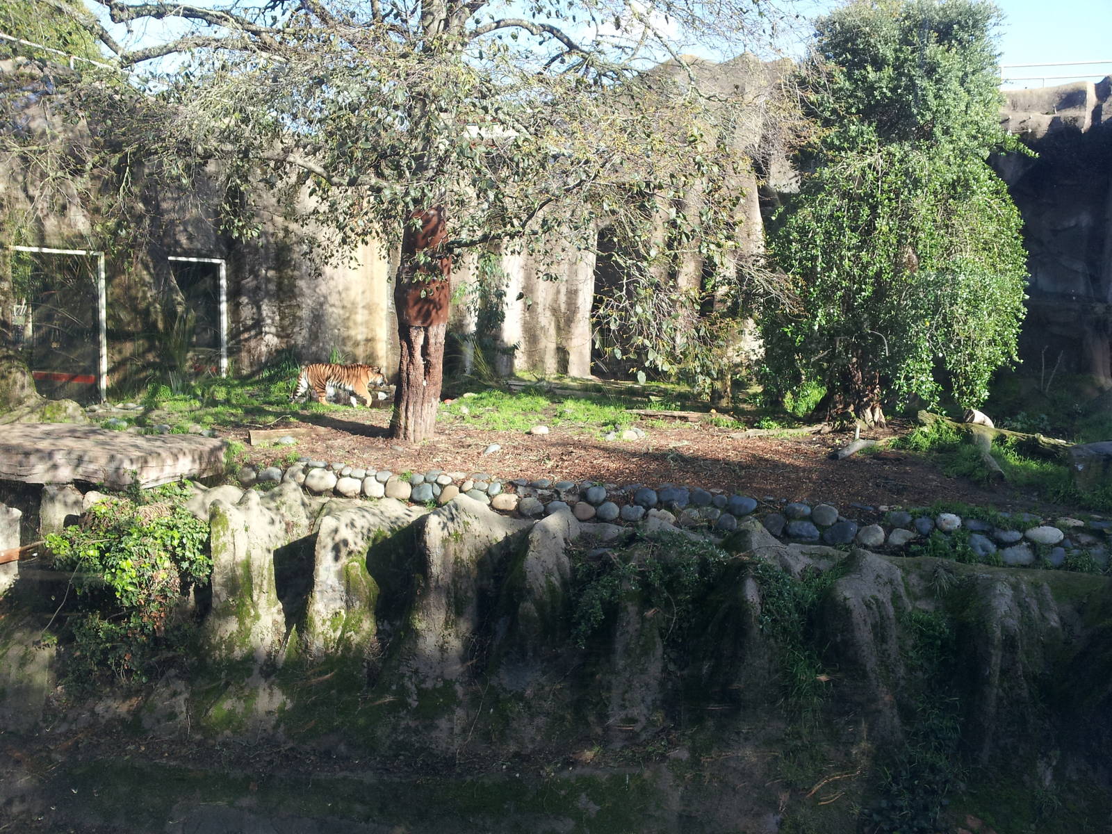 Big Cat Grotto: Sumatran Tiger