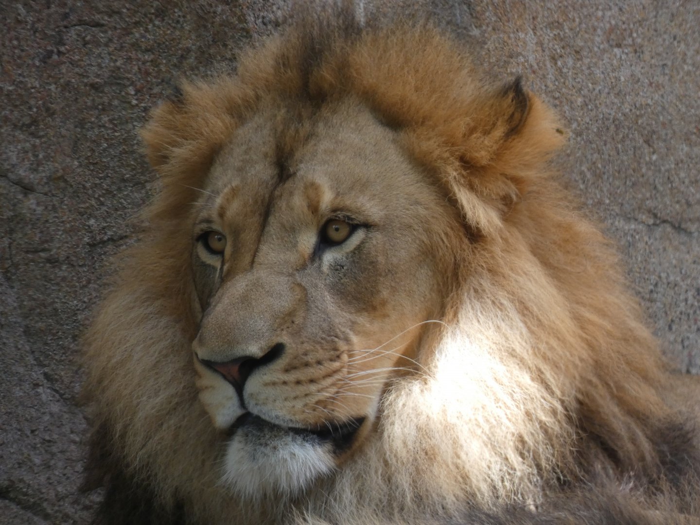 Big Cat Grottos, Male African Lion