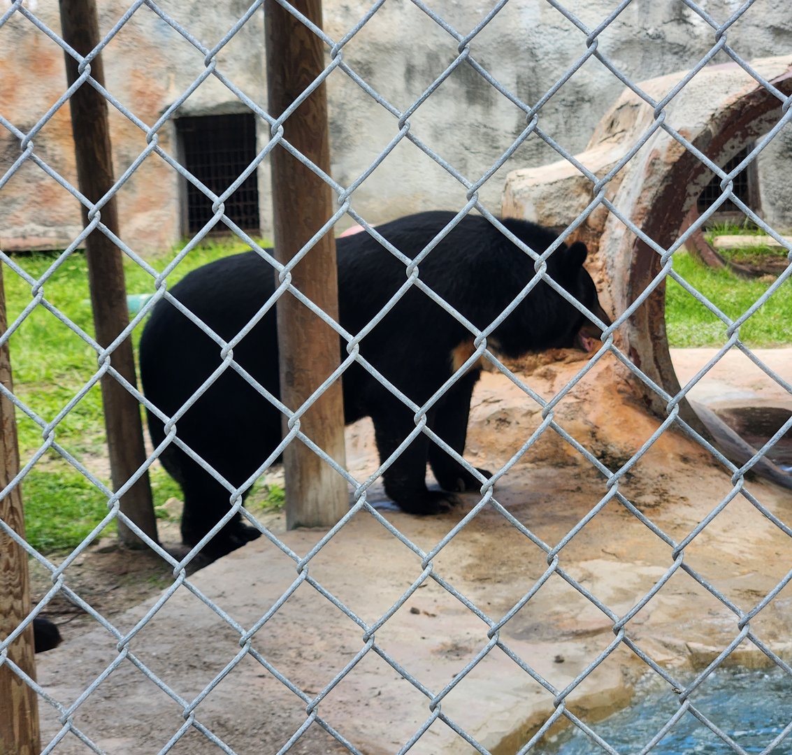 Big Cat Habitat - Asiatic Black Bear (Himalayan ssp)