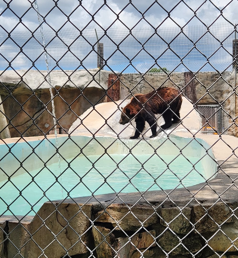 Big Cat Habitat - Bear pool