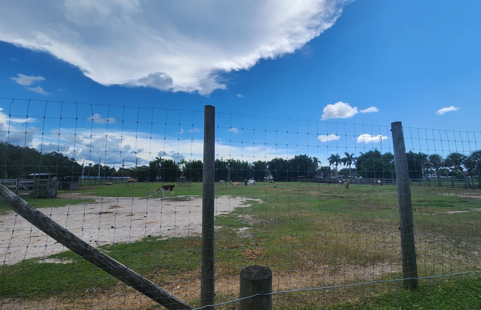 Big Cat Habitat - Hoofstock yard