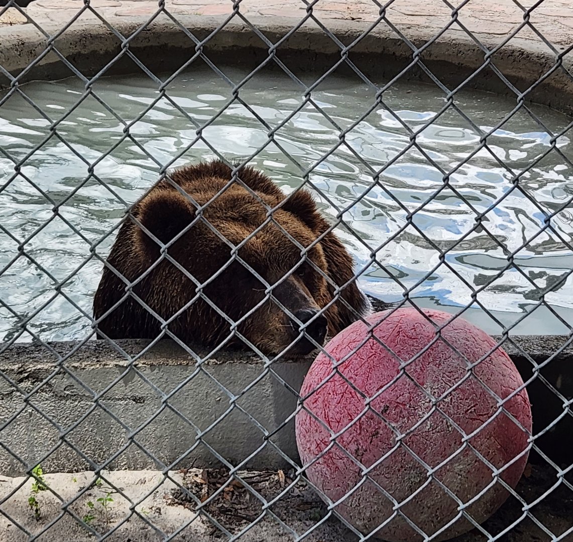 Big Cat Habitat - Kodiak Bear