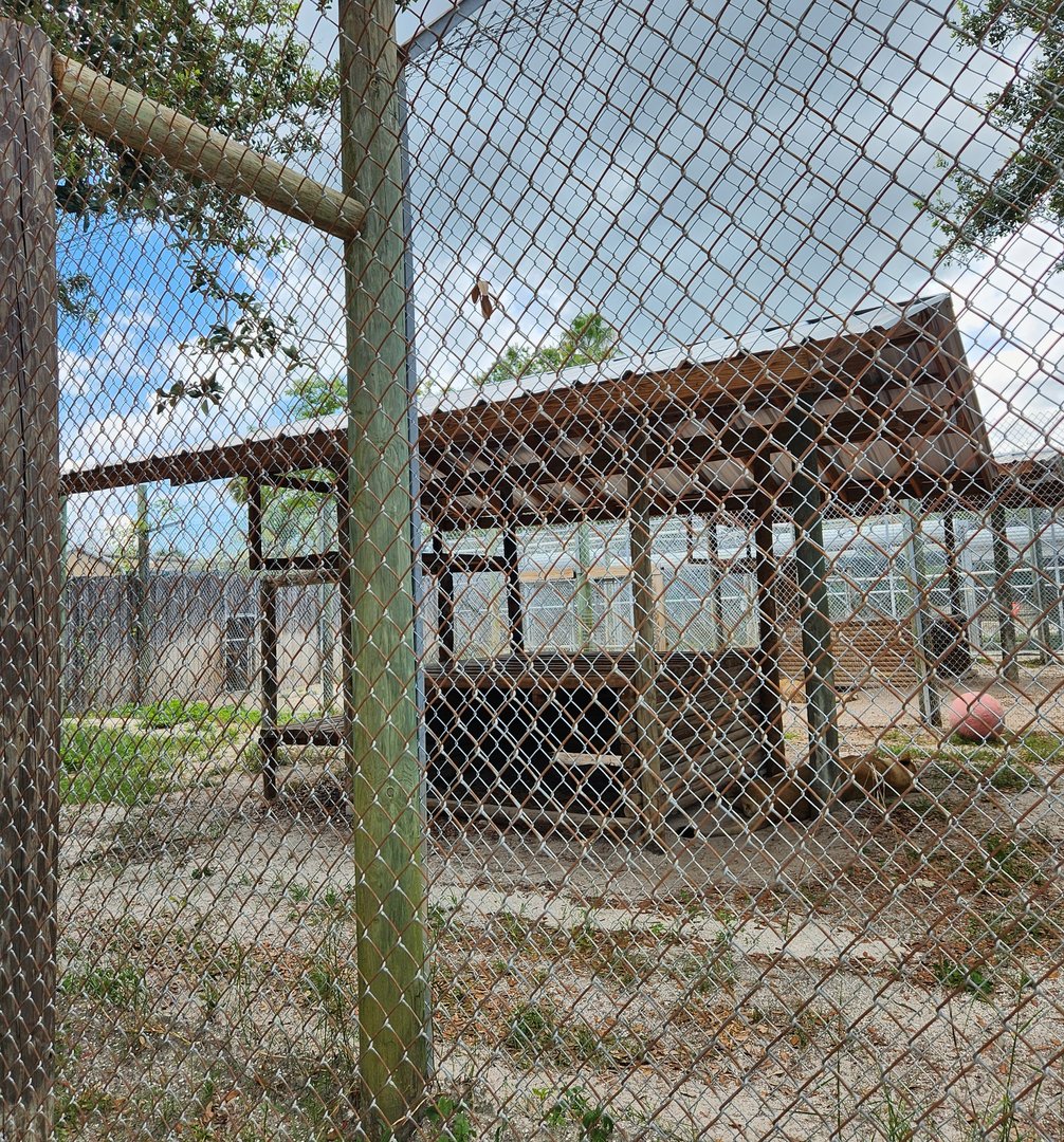 Big Cat Habitat - Lion enclosure
