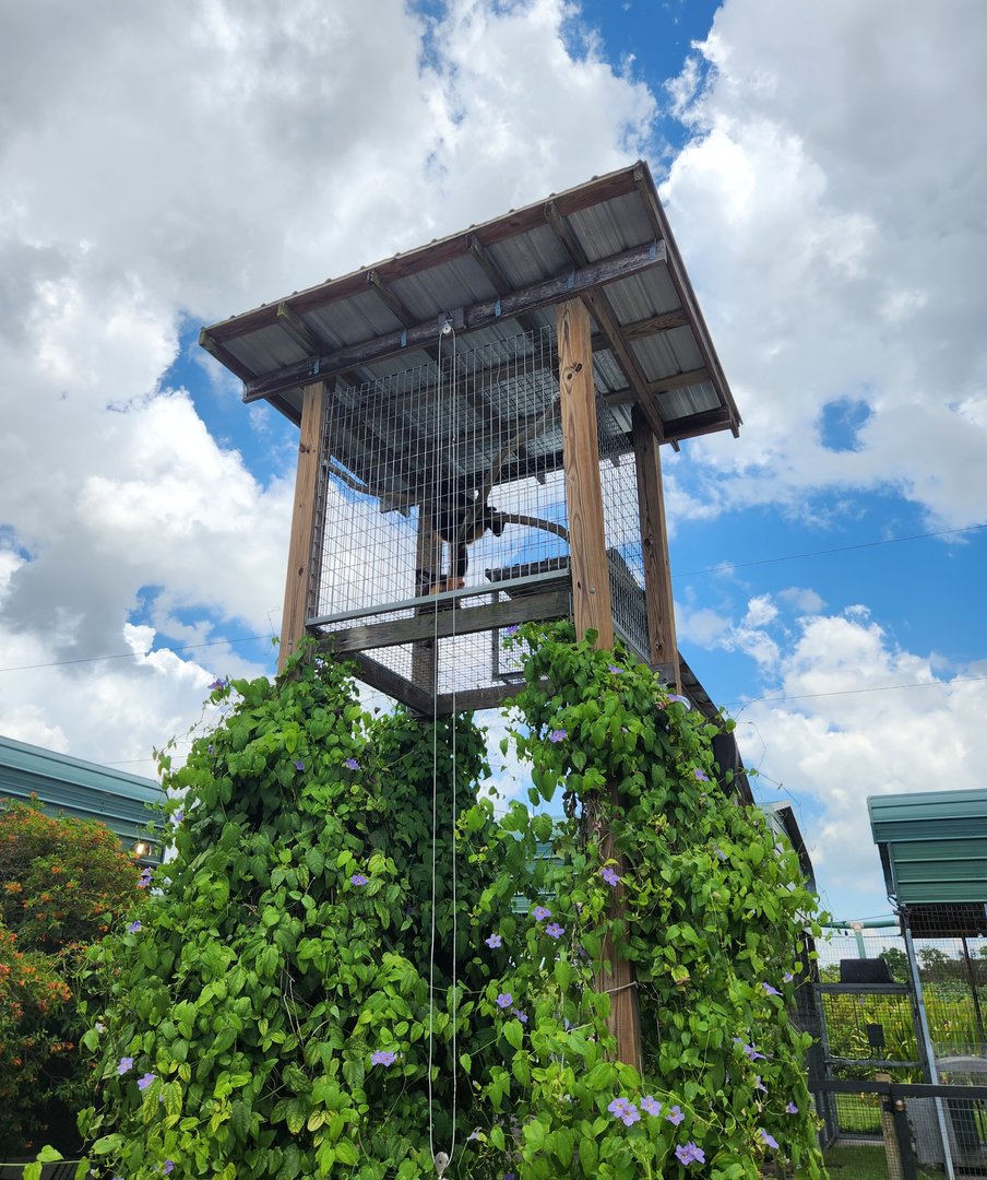 Big Cat Habitat - Monkey tower