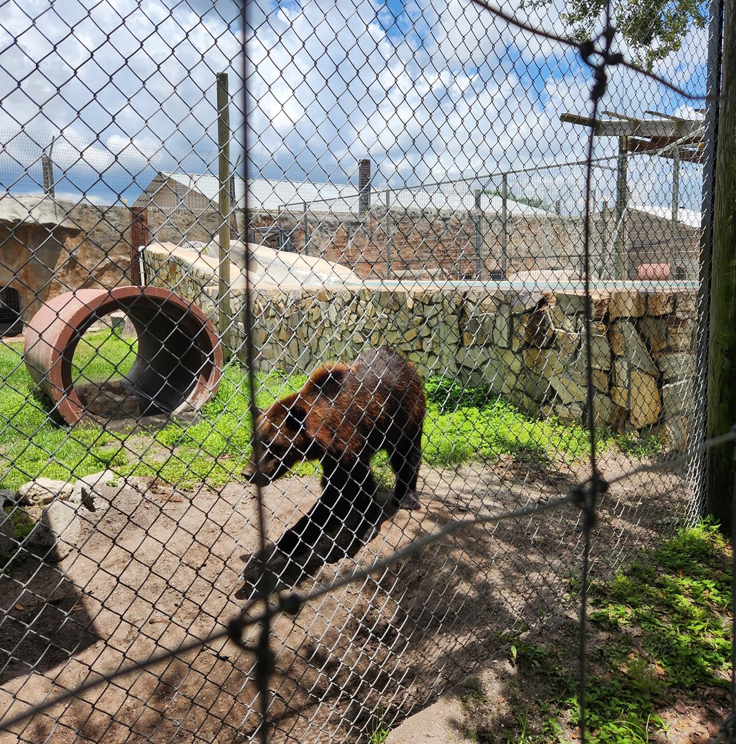 Big Cat Habitat - Syrian Brown Bear + enclosure