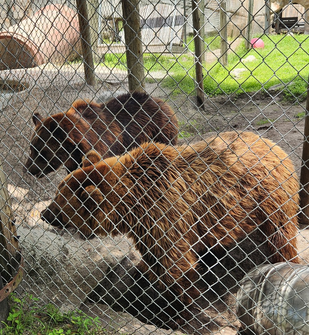 Big Cat Habitat - Syrian Brown Bears