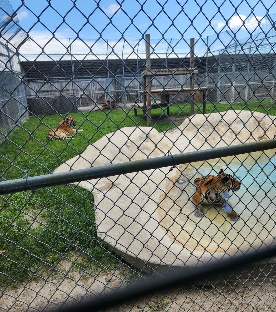 Big Cat Habitat - Tiger enclosures