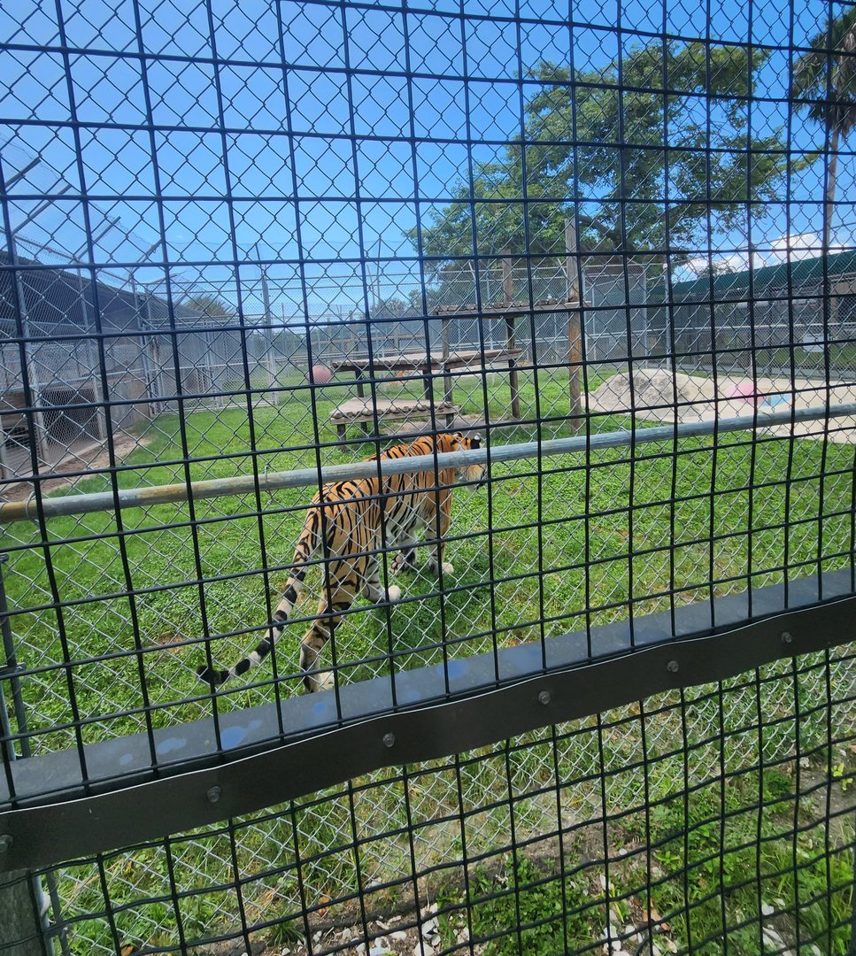 Big Cat Habitat - Tiger enclosures