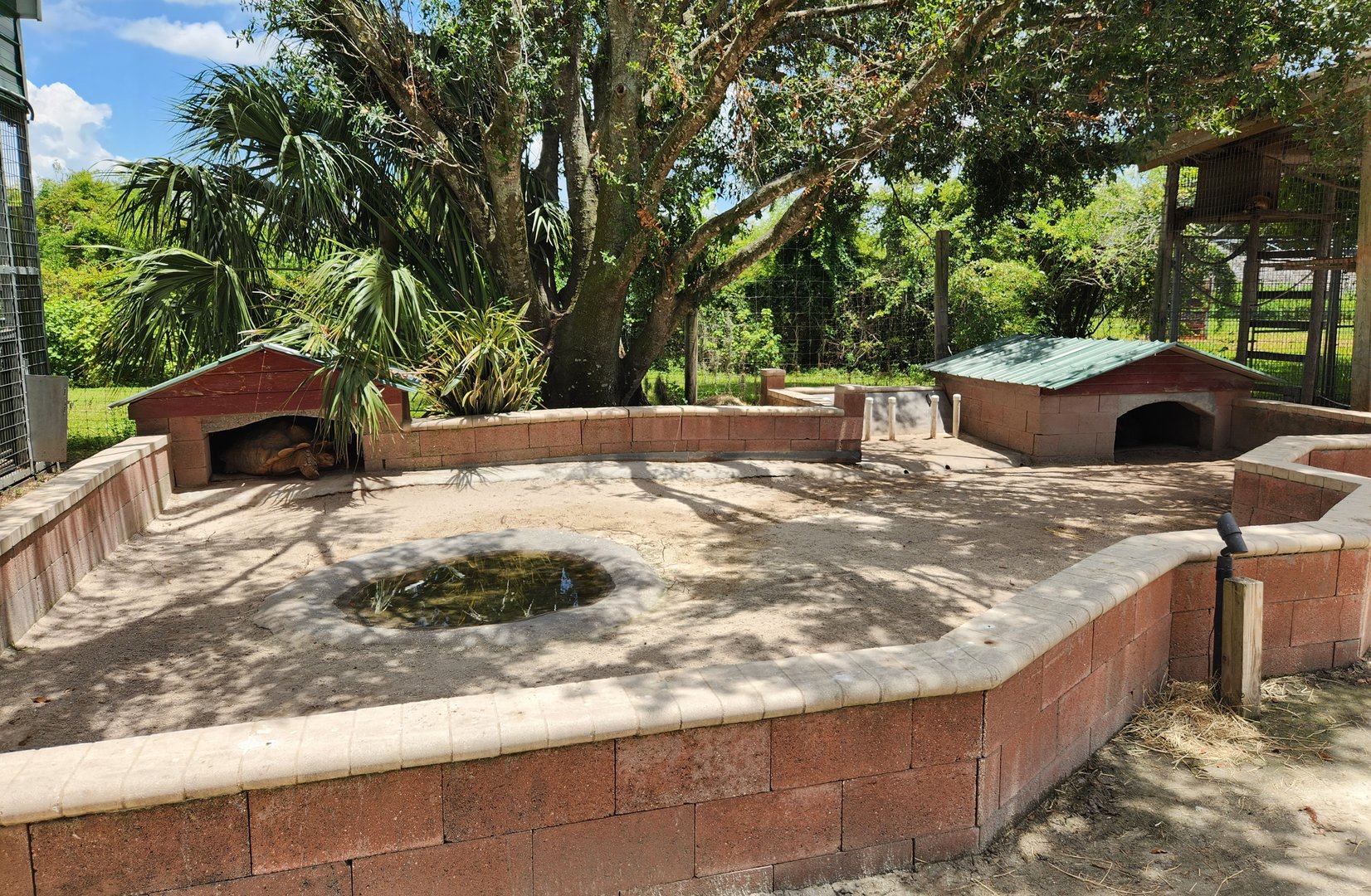 Big Cat Habitat - Tortoise yard