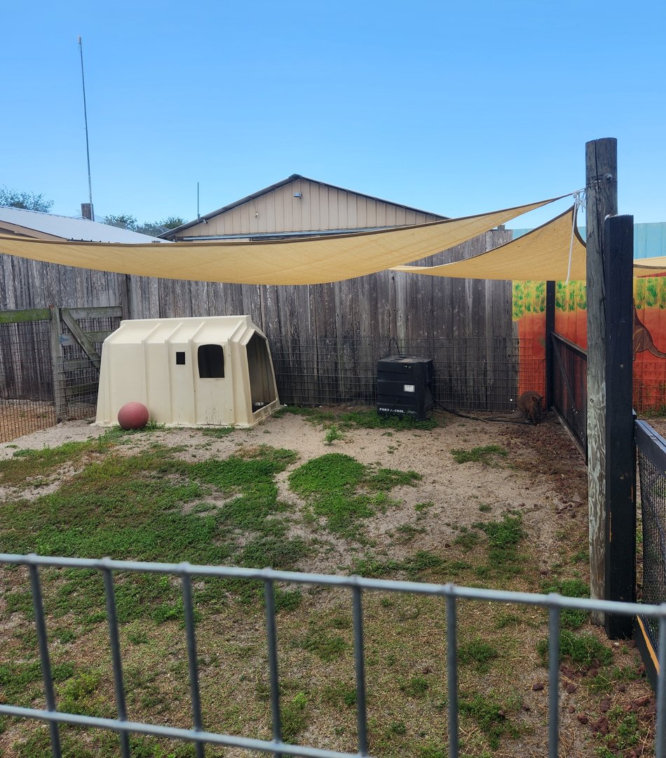 Big Cat Habitat - Wallaby yard