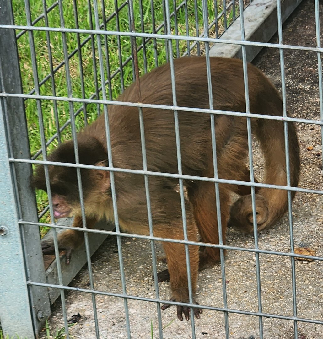 Big Cat Habitat - Weird-looking capuchin (probably a hybrid)