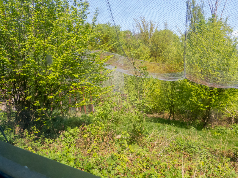 big cat house (and some other animals)