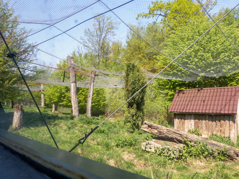 big cat house (and some other animals)