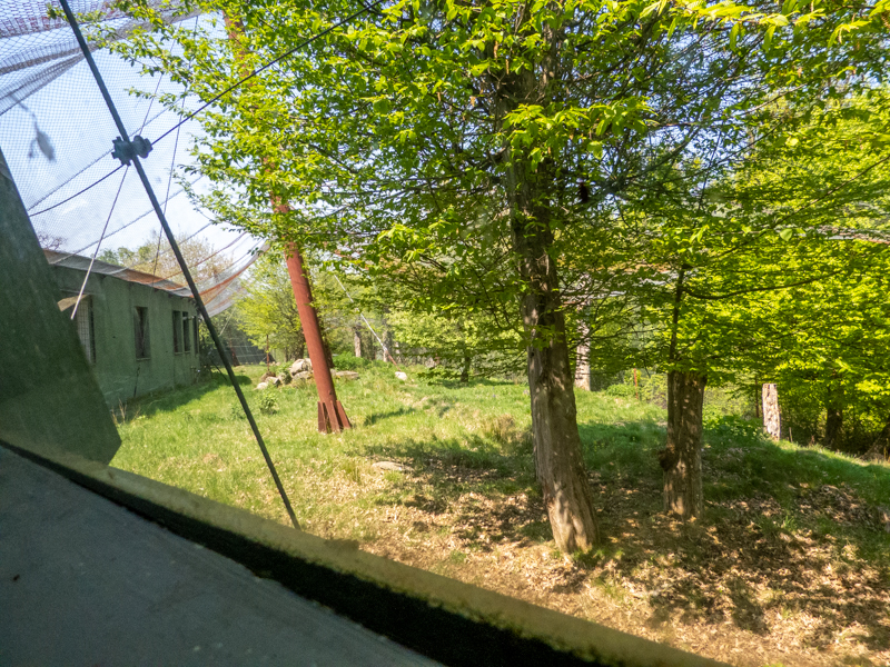 big cat house (and some other animals)