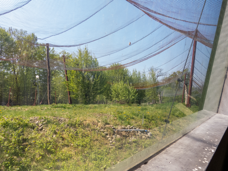 big cat house (and some other animals)