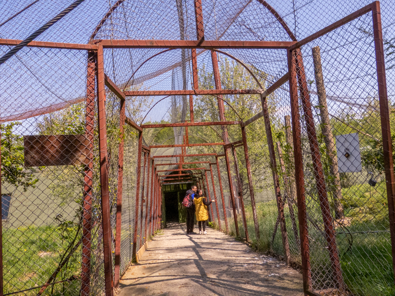 big cat house (and some other animals)