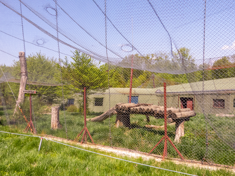 big cat house (and some other animals)