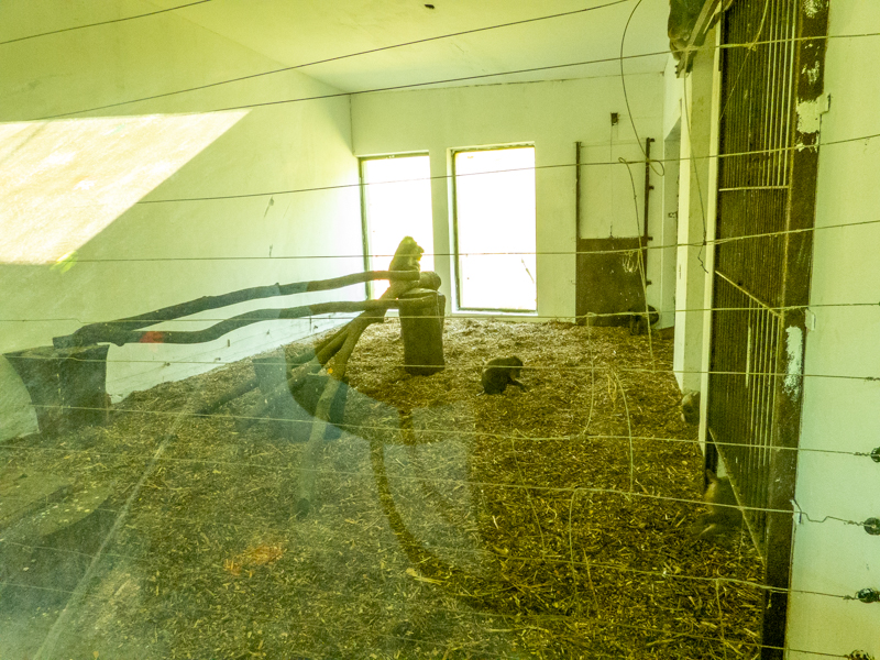 big cat house (and some other animals)