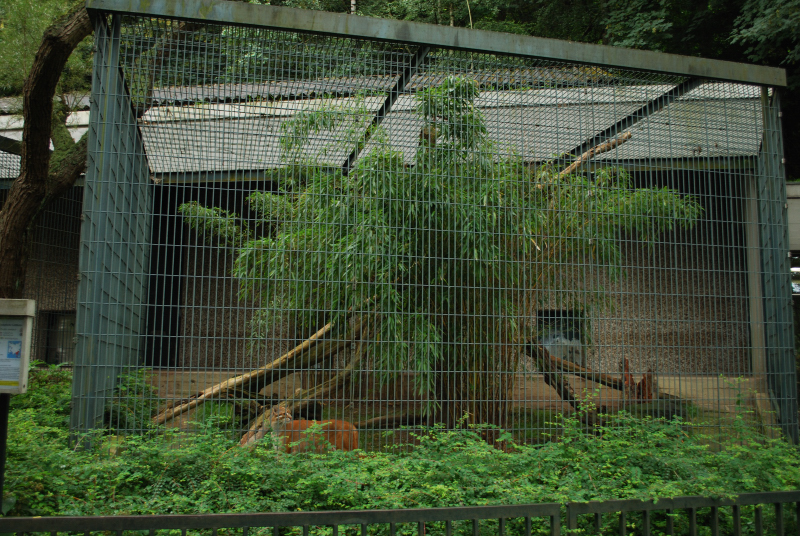 Big Cat house - Golden cat outdoor cage