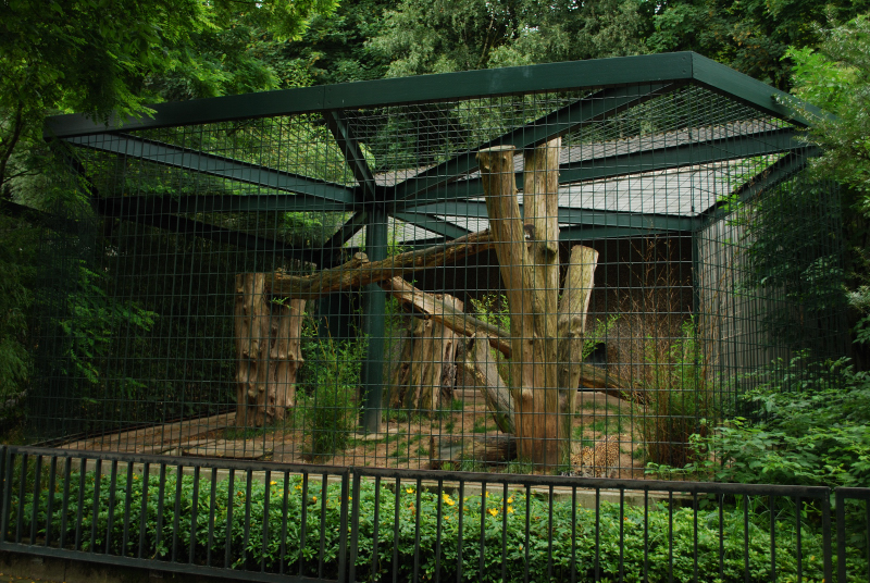Big Cat house - Indian leopard cage