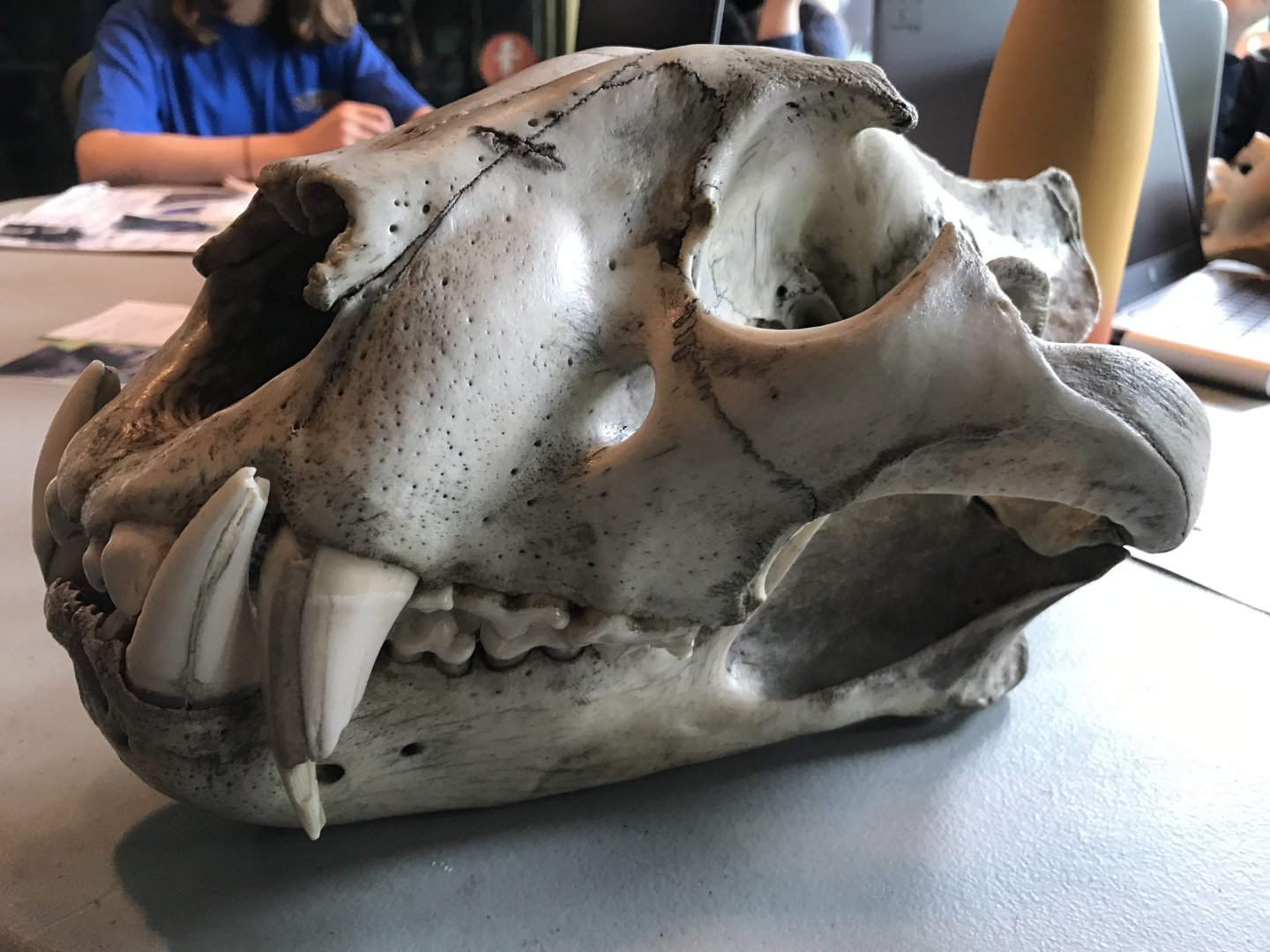 Big cat skull
