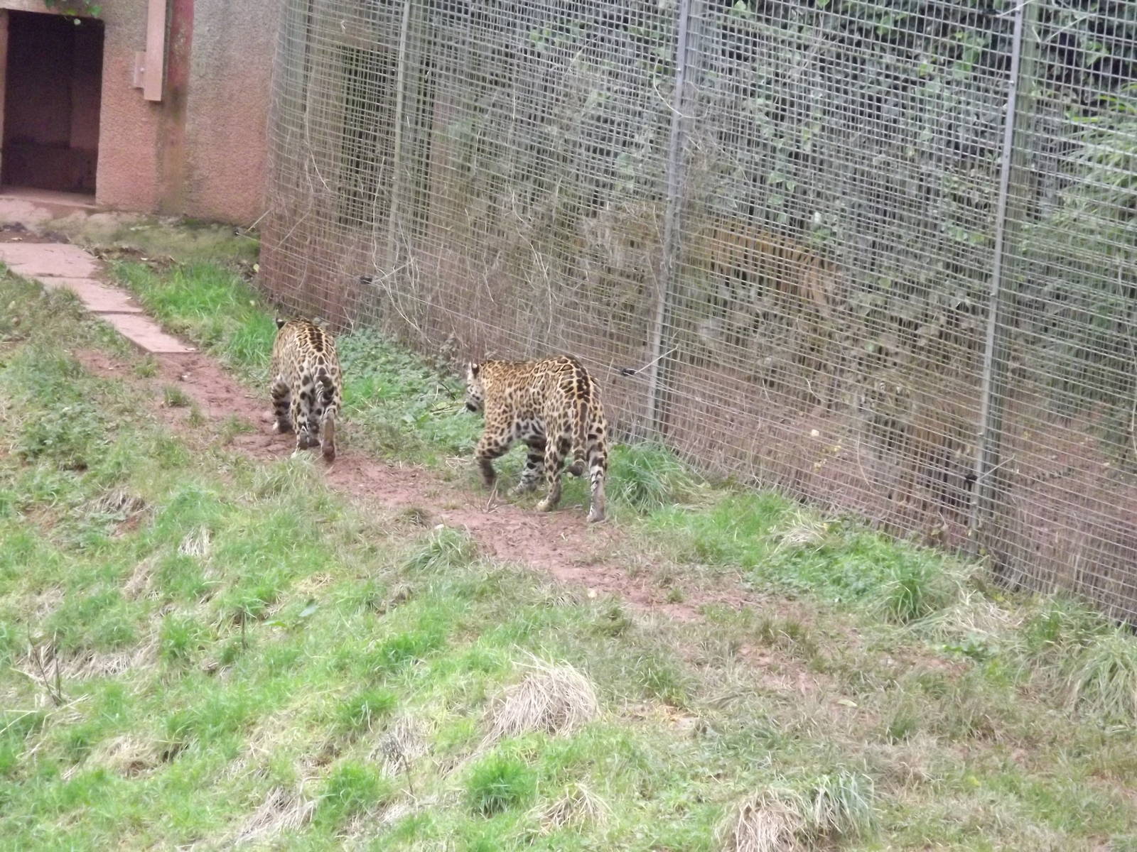 Big cat species at South Lakes WAP 26/11/11