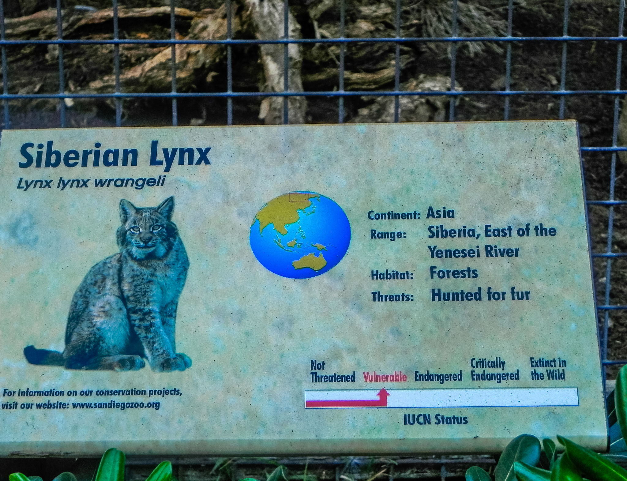 Big Cat Trail 11/13/2013