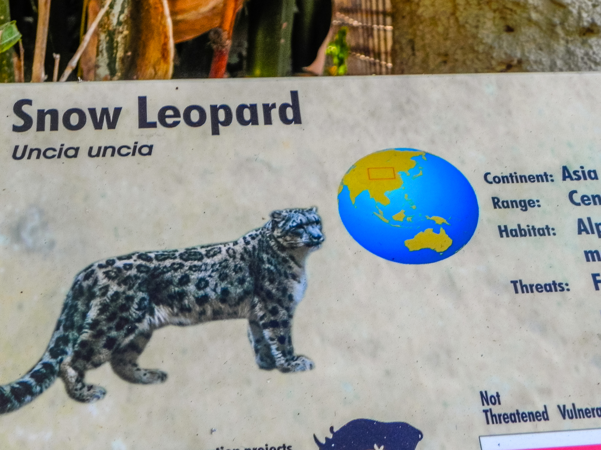 Big Cat Trail 11/13/2013