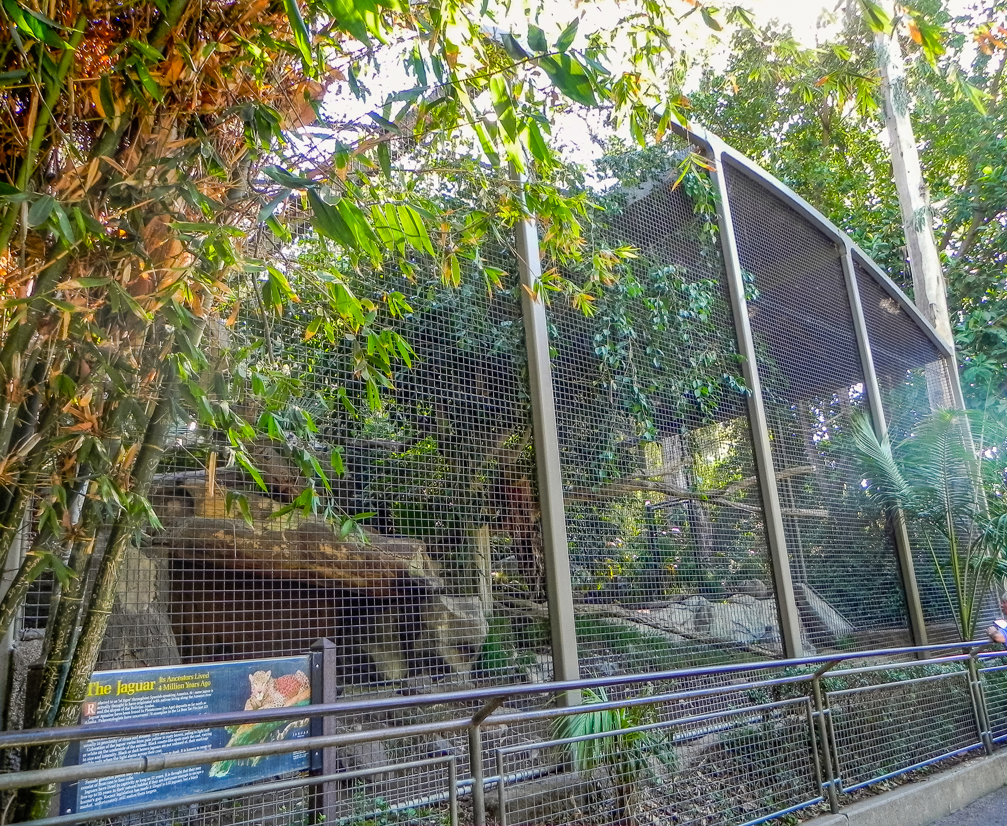 Big Cat Trail 11/13/2013