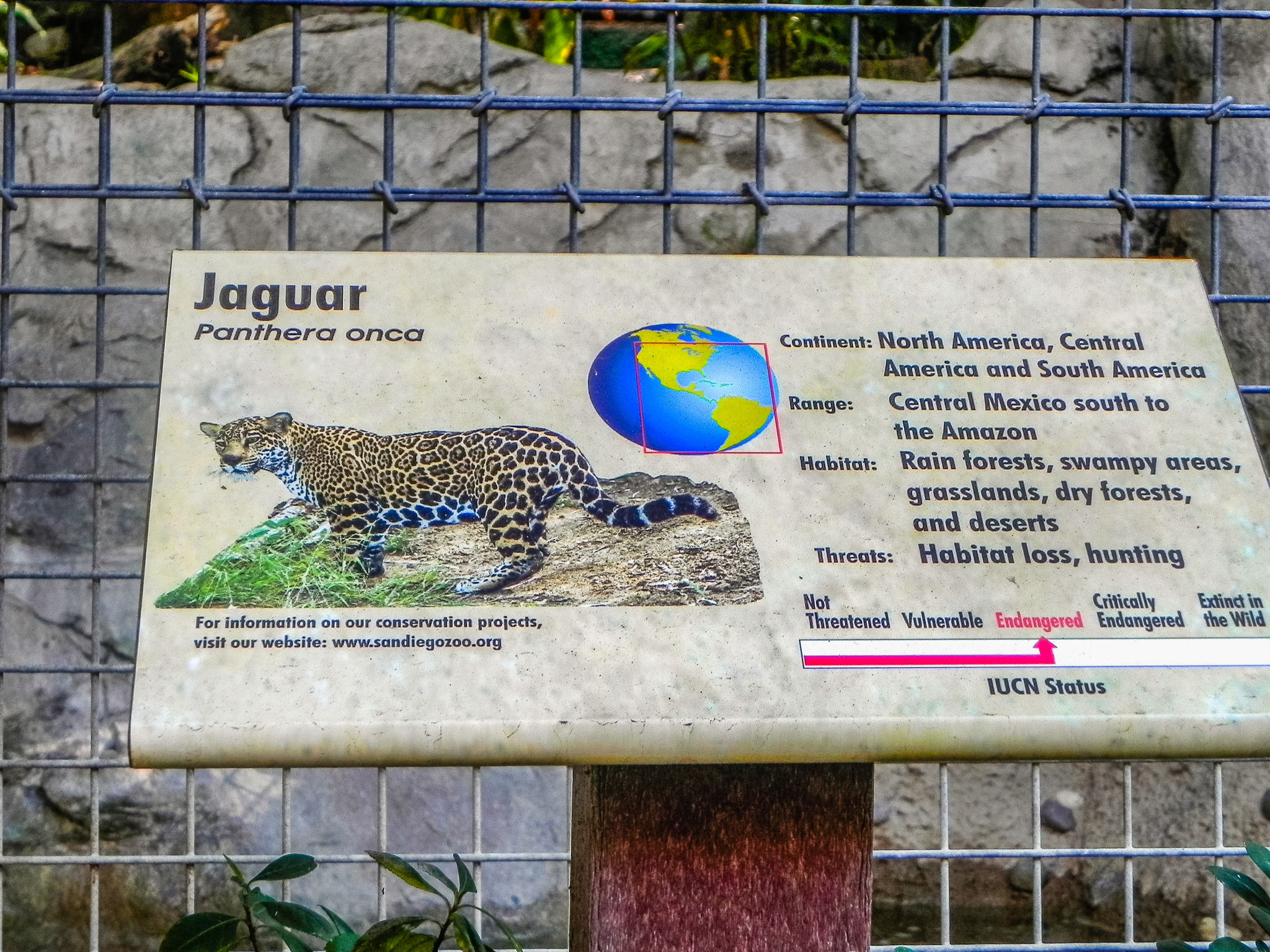 Big Cat Trail 11/13/2013