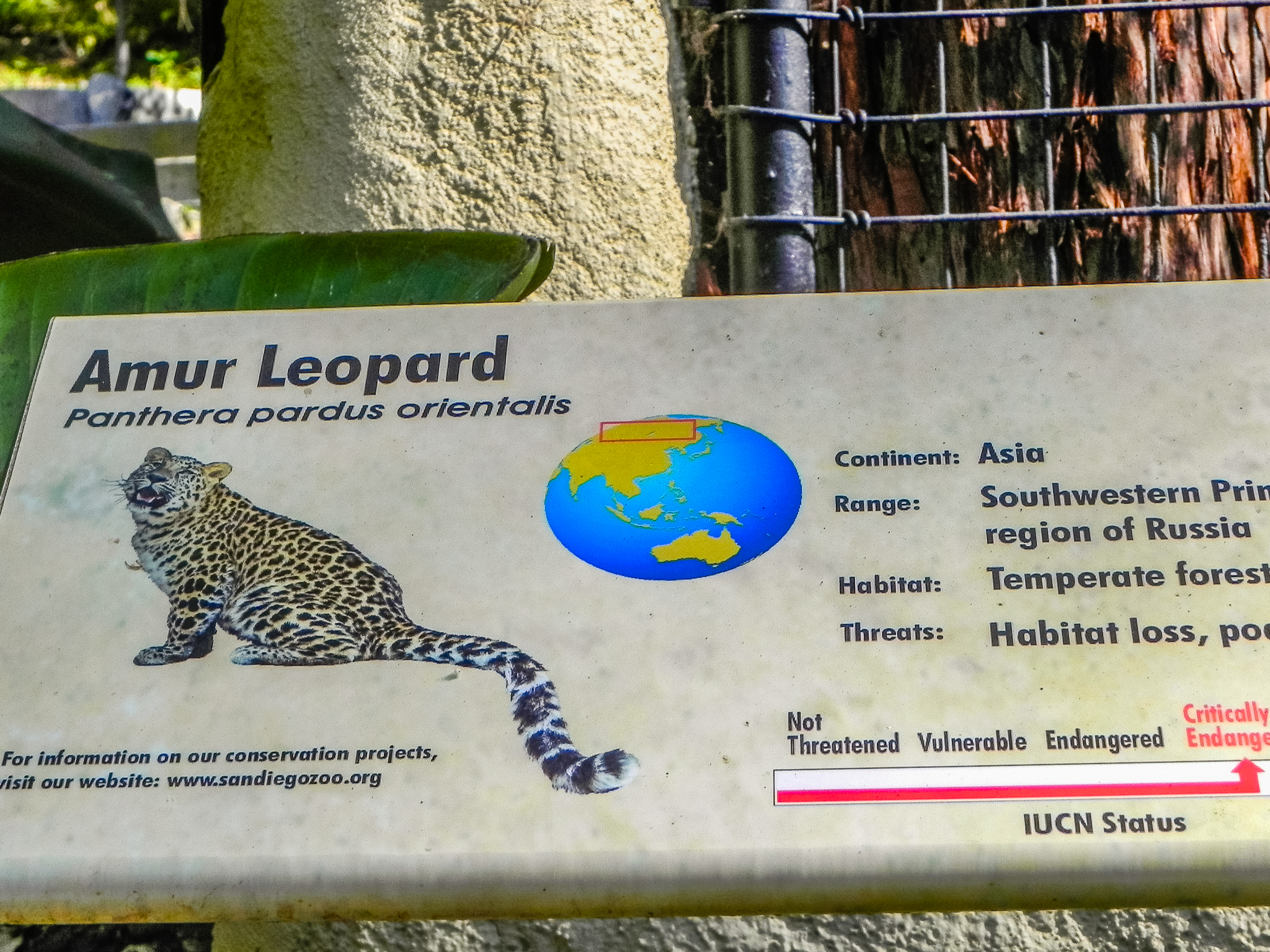 Big Cat Trail 11/13/2013