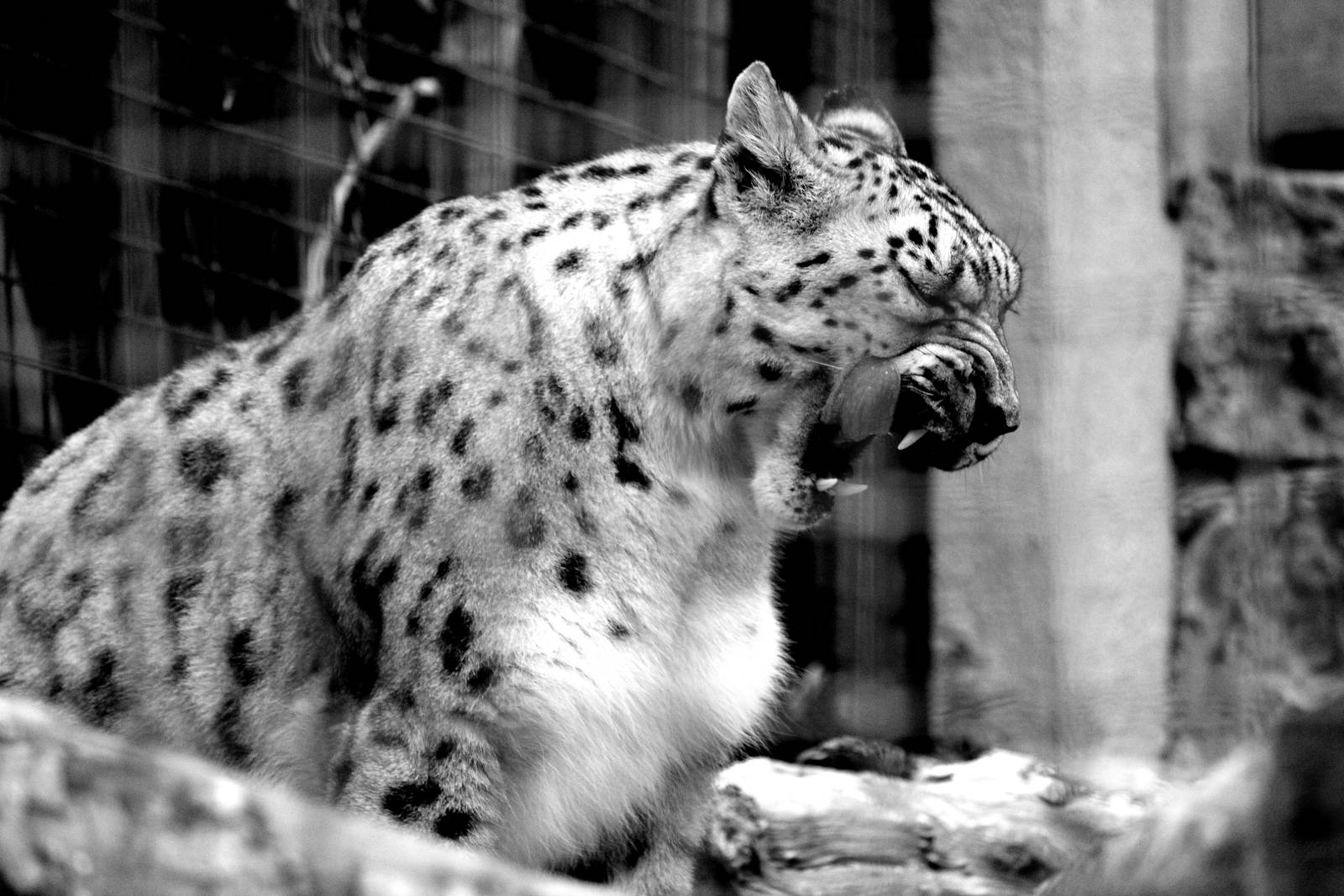 Big Cat Trail - Snow Leopard