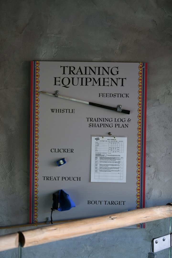 big cat training display