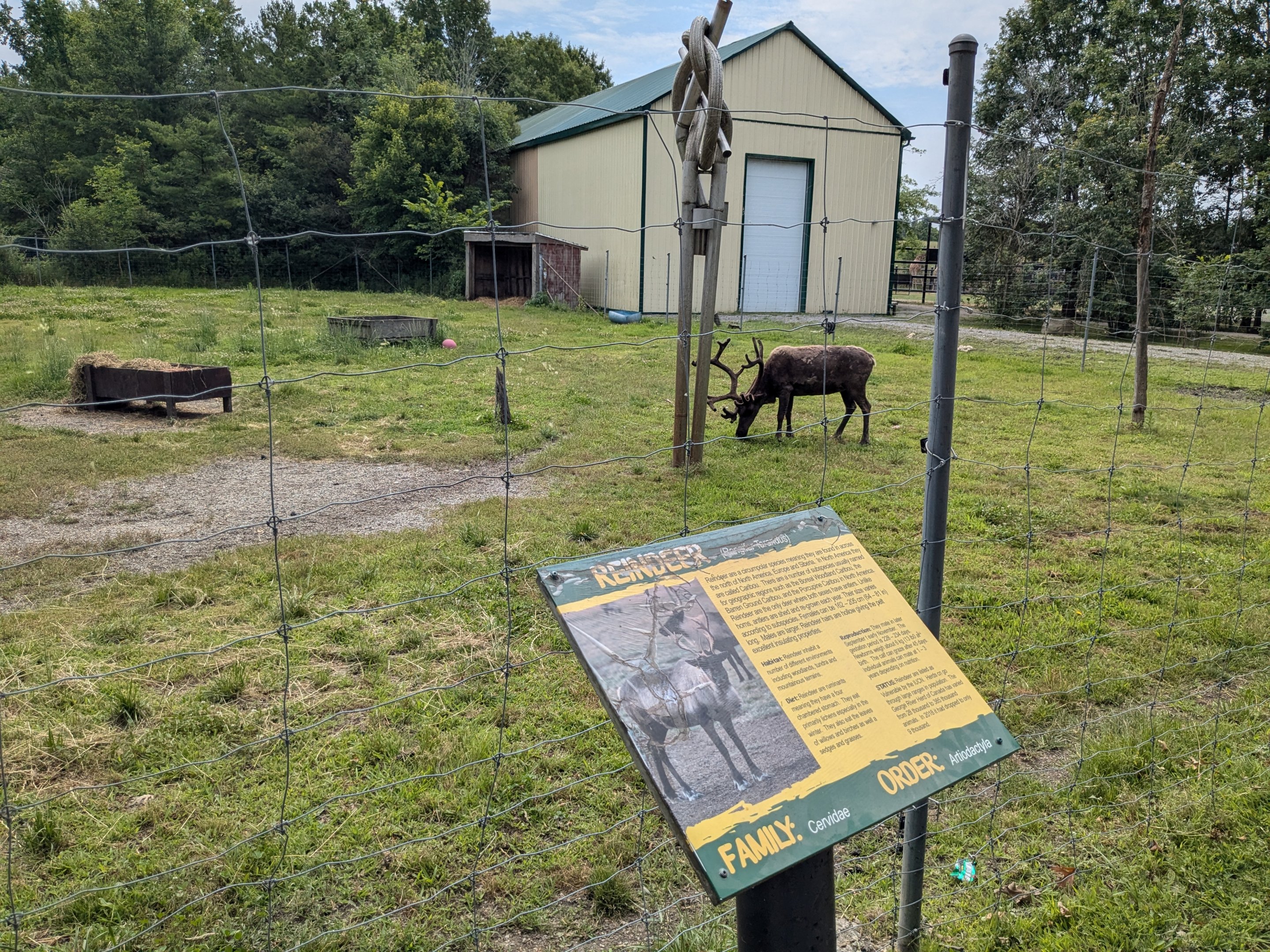 Big Cat Trek - Caribou