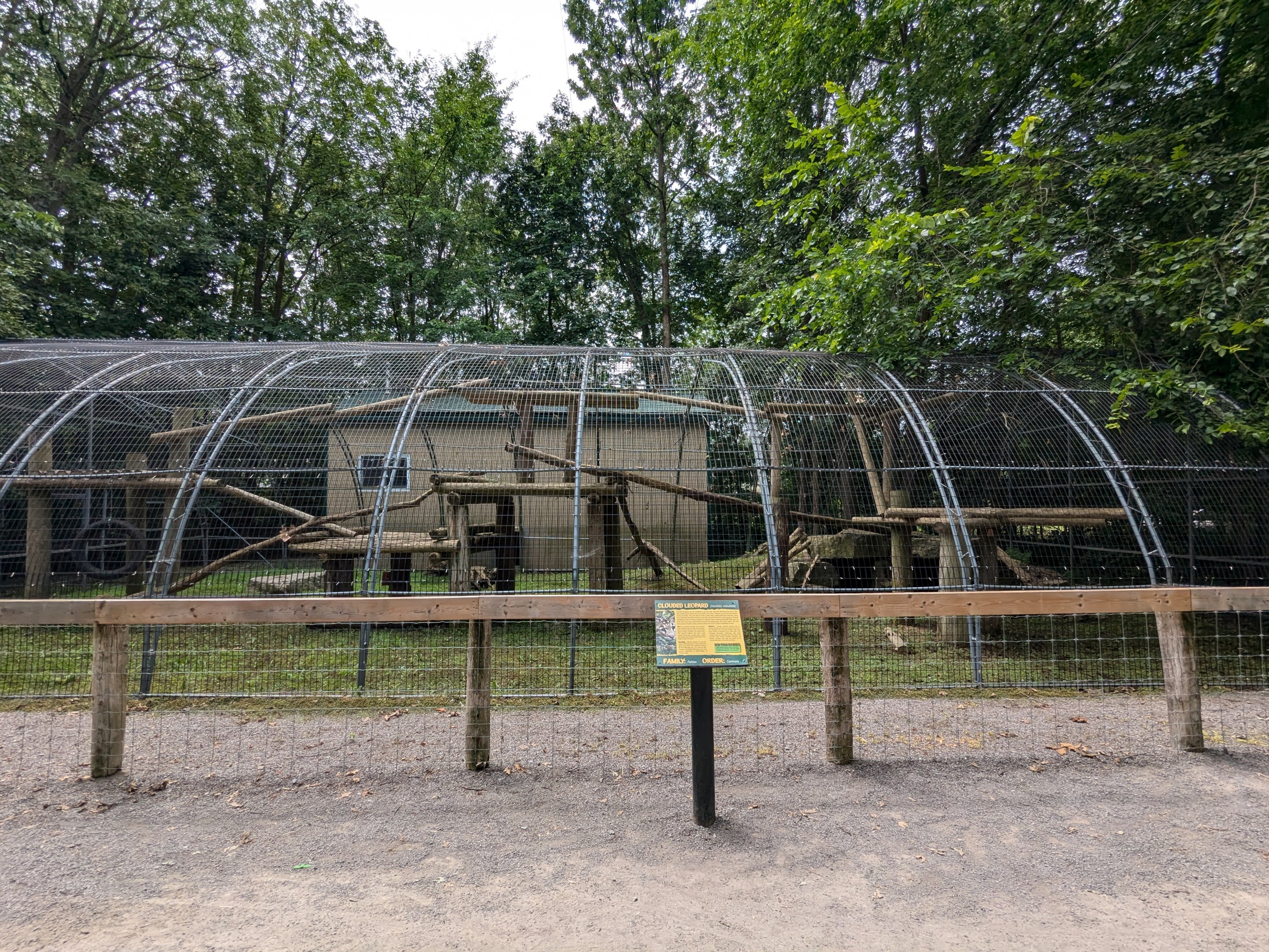 Big Cat Trek - Clouded Leopard
