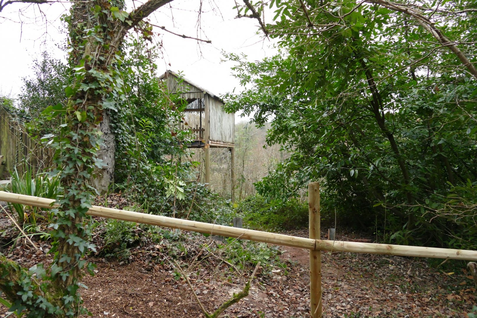 Big cat viewing platform, January 2022