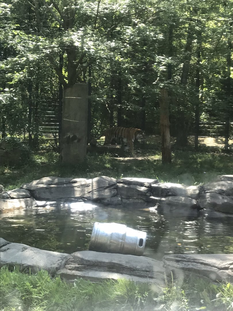 Big cats Amur  tiger exhibit