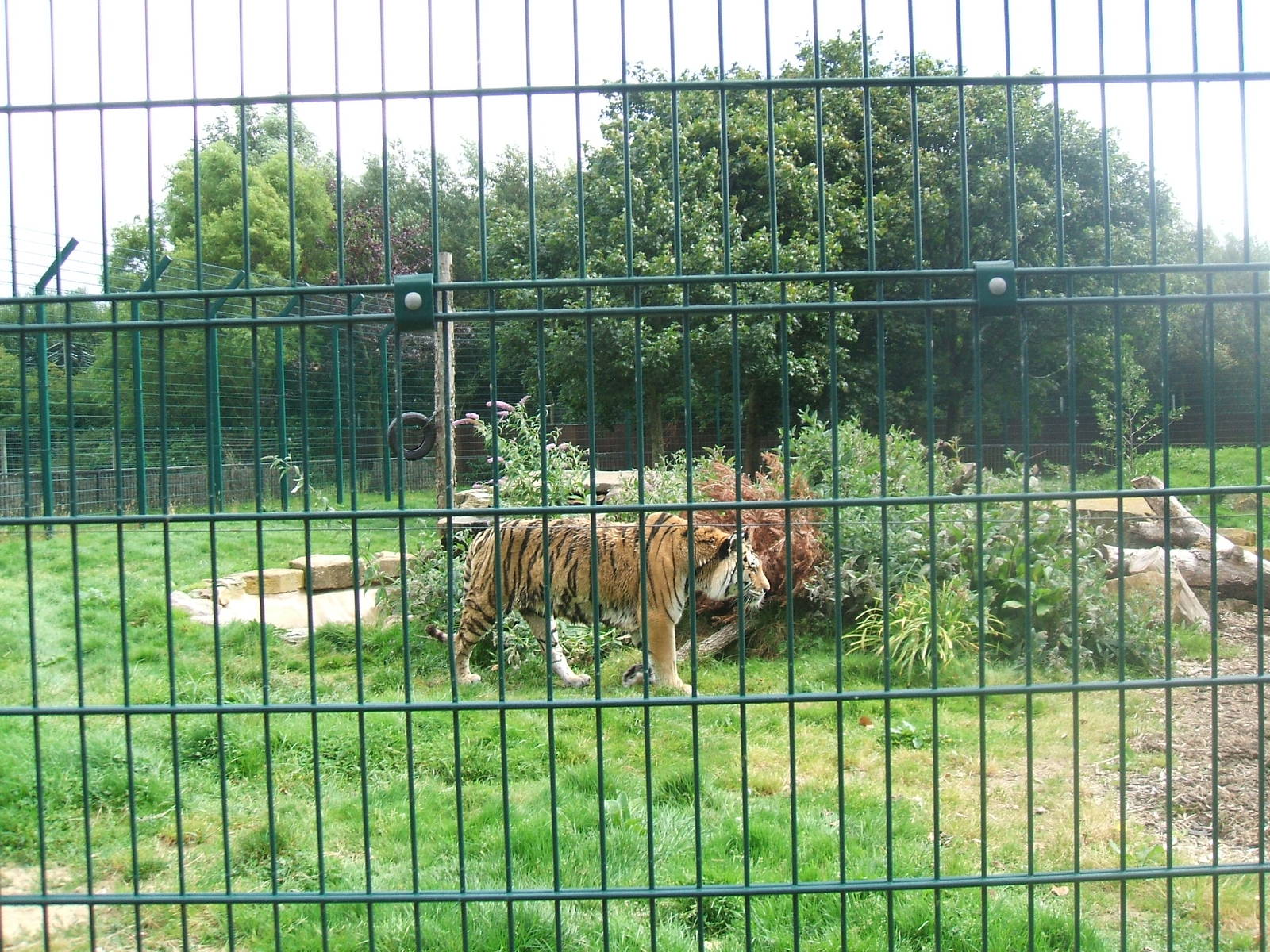 Big Cats At Blackpool Zoo.