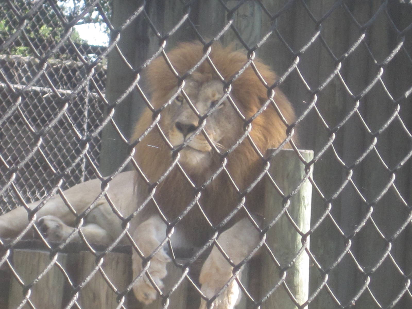 Big Cat's Lair- African Lion