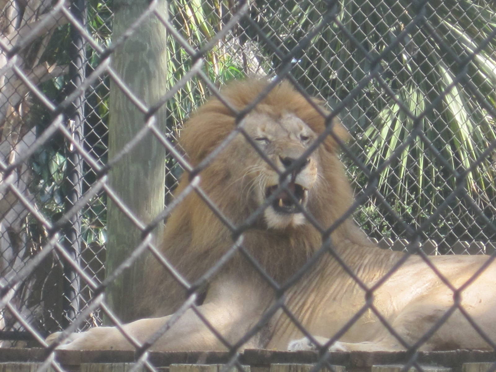 Big Cat's Lair- Lion