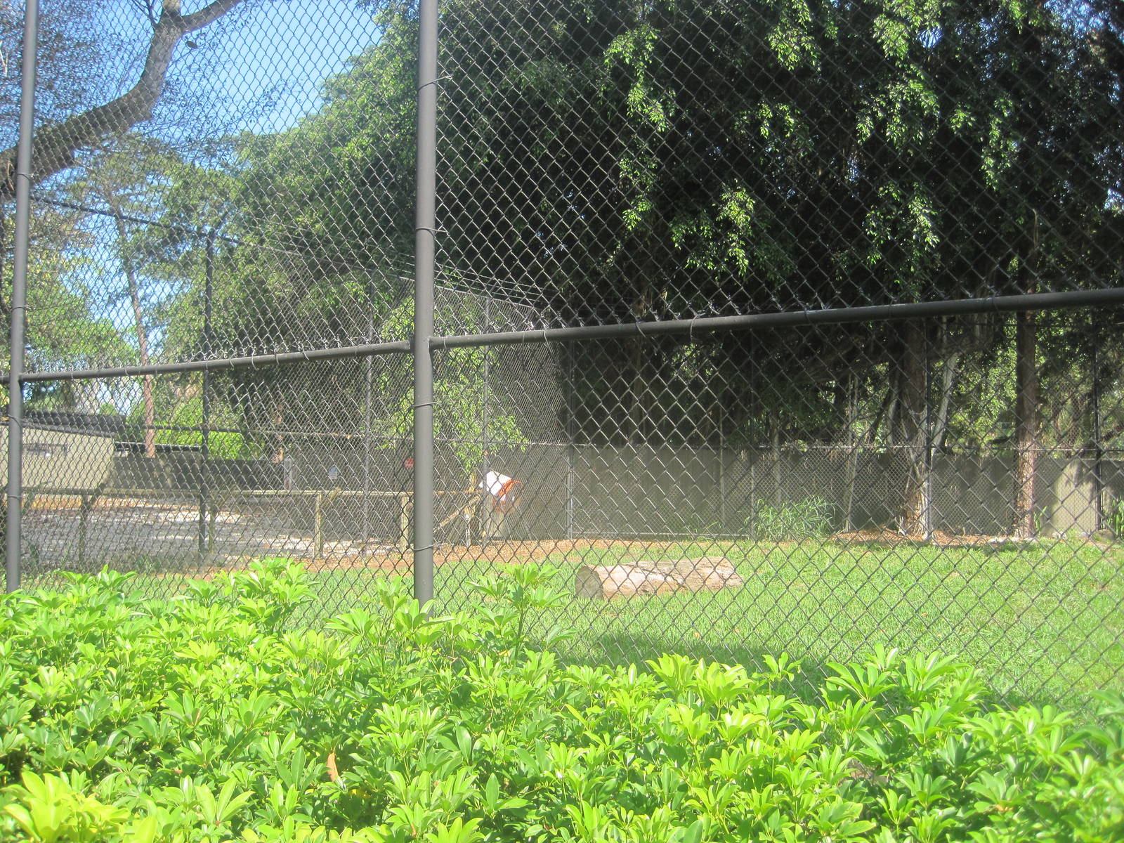 Big Cat's Lair- Part 1 of African Lion Exhibit