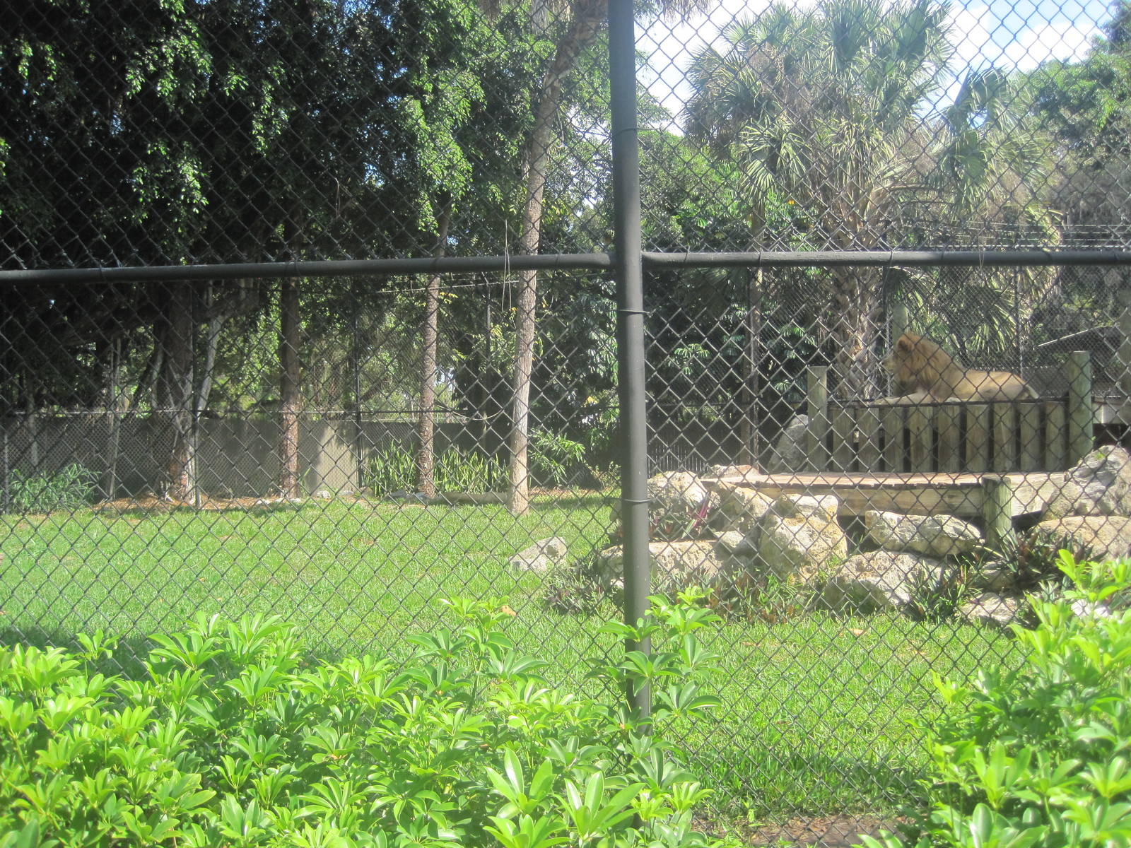 Big Cat's Lair- Part 2 of African Lion Exhibit