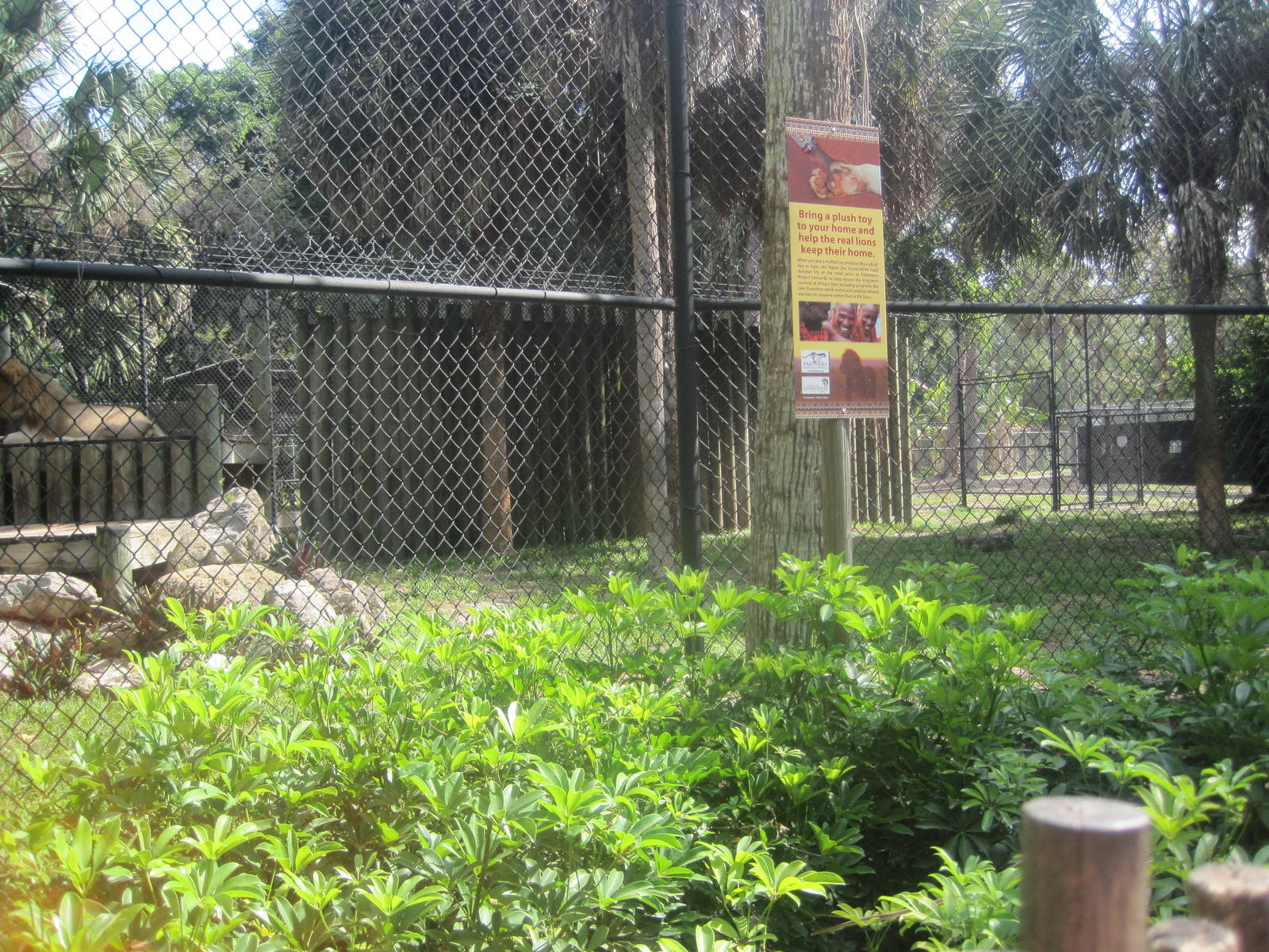 Big Cat's Lair- Part 3 of African Lion Exhibit