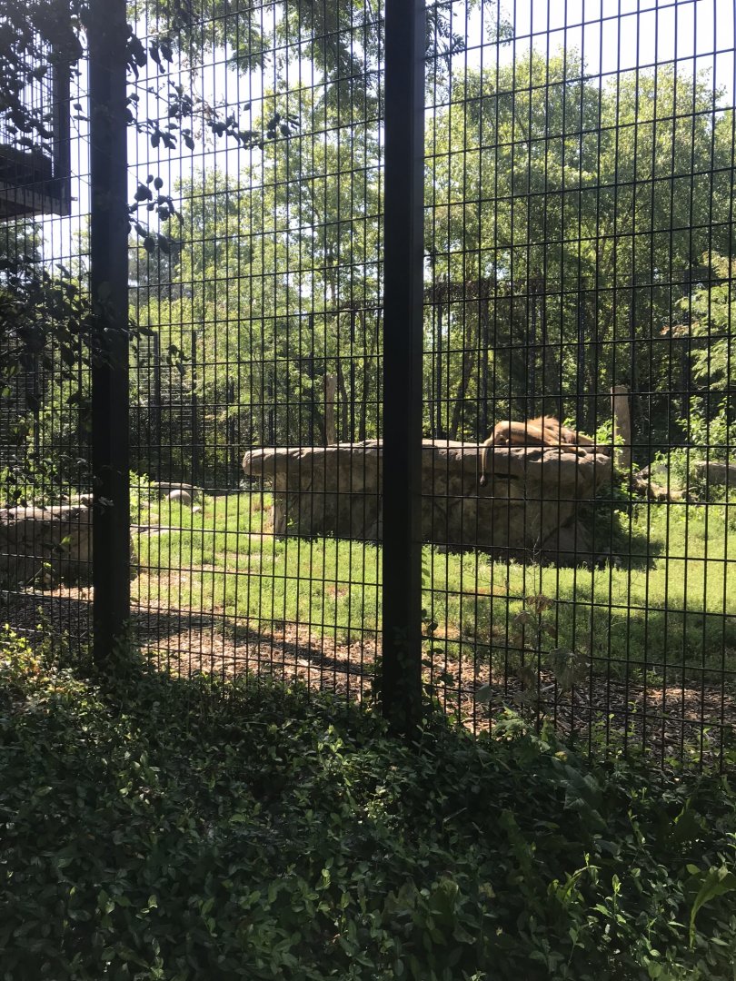 Big cats lion exhibit#1