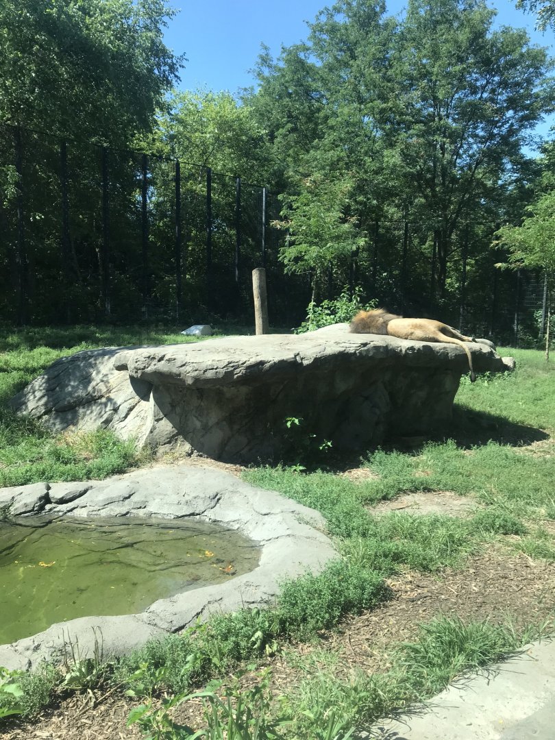 Big cats lion exhibit#1