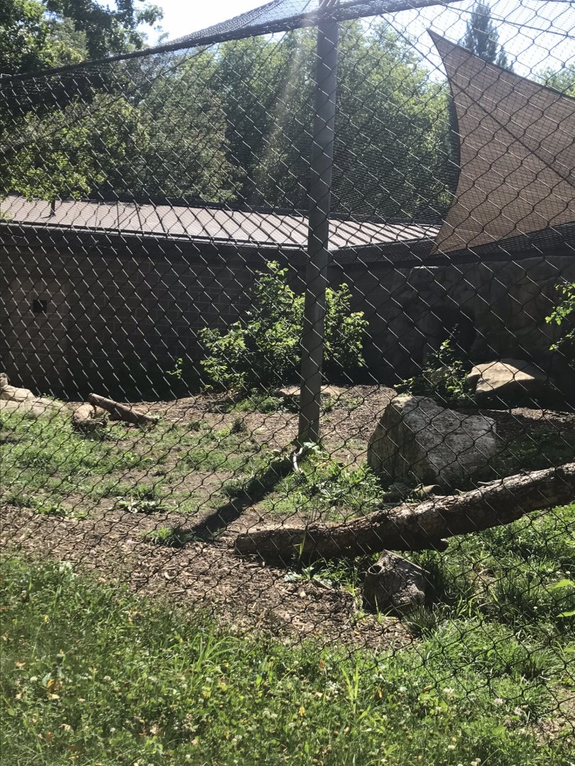 Big cats lion exhibit#2