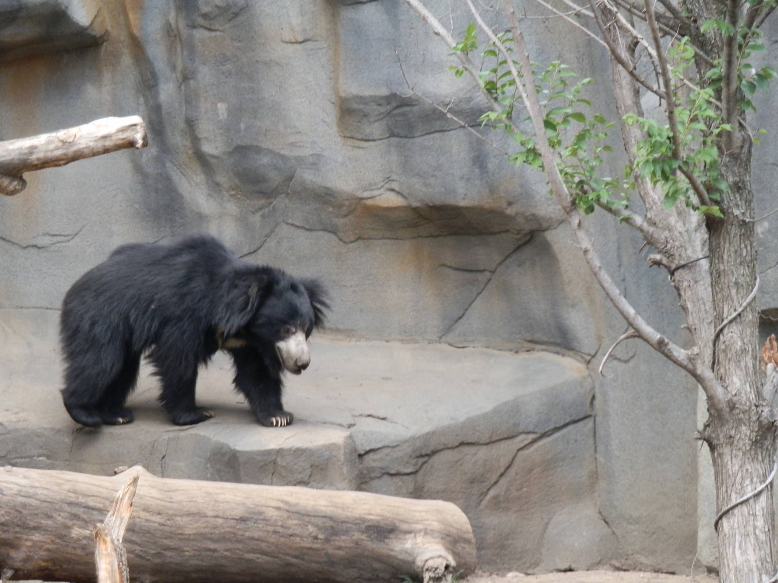 Big Cats- Sloth Bear